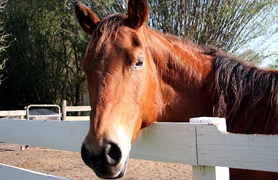 face of a horse